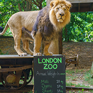 London Zoo conducts annual weigh-in